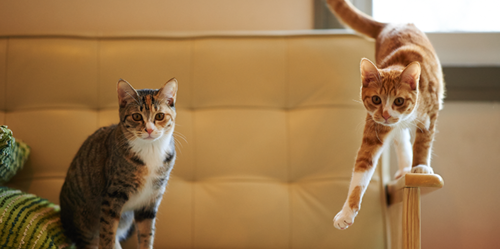 Τι είναι το FeLV – FIV και τι μπορεί να προκαλέσει στις γάτες;