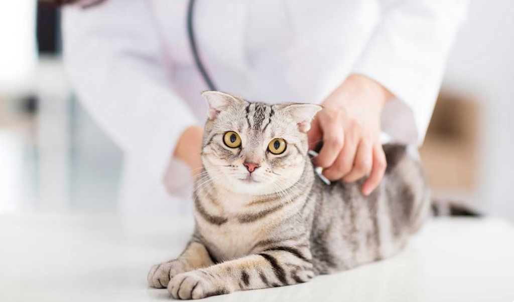 Επίσκεψη της γάτας σας στον κτηνίατρο